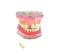 Badanie stomatologiczne Model nauczania standardowy Model zdejmowane zęby miękka guma dorosły Model TYPODONT 1